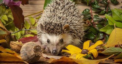 Prickles Hedgehog Rescue