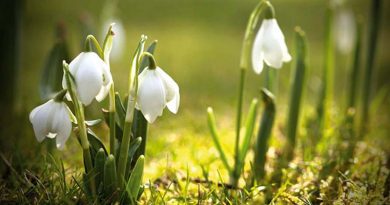 Wells Garden Club