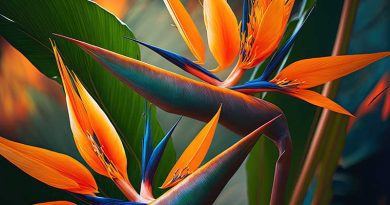 Wells Floral Art Club Bird of Paradise