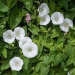 Bindweed to Leylandii