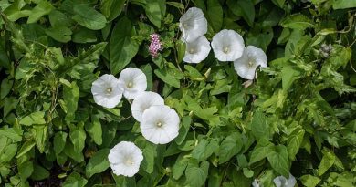 Bindweed to Leylandii