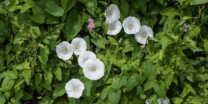 Bindweed to Leylandii