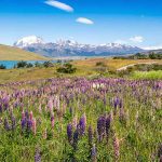 ‘Chile - High and Explosive’ Flora in the Chilean Andes