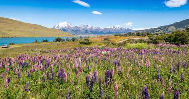 Flora in the Chilean Andes